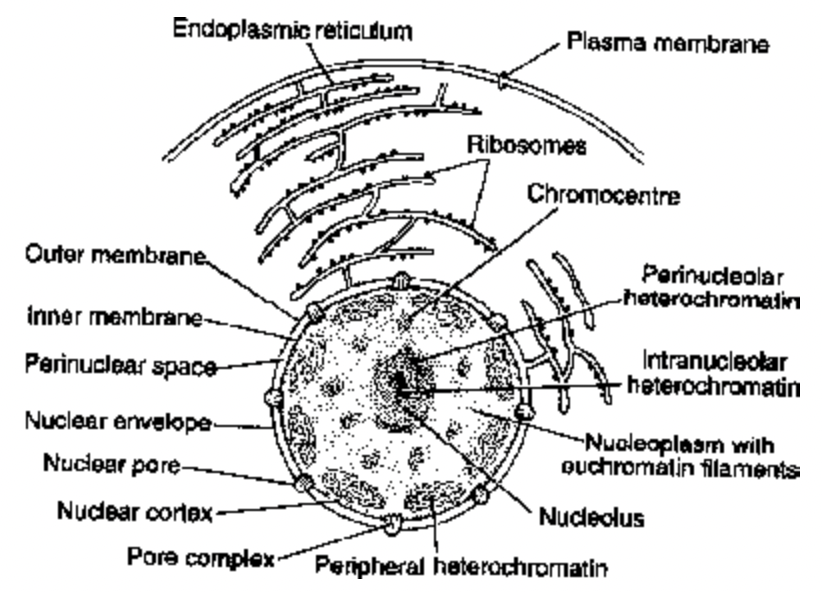 Nucleus